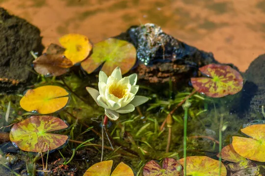 澳洲幸运五 开奖结果展示
